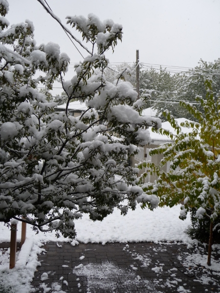 Unser winterlicher Garten