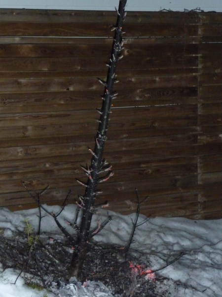 Was vom Christbaum übrig blieb
